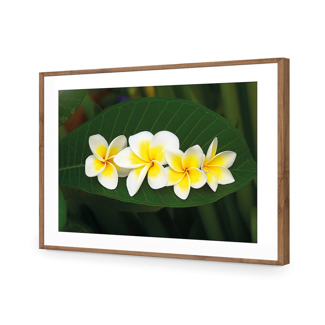 Frangipanis Floating - Wall Art Designs - 2541_AR_H WAD_AP - 030 - MAT_45x30_S - 2538 - NAT