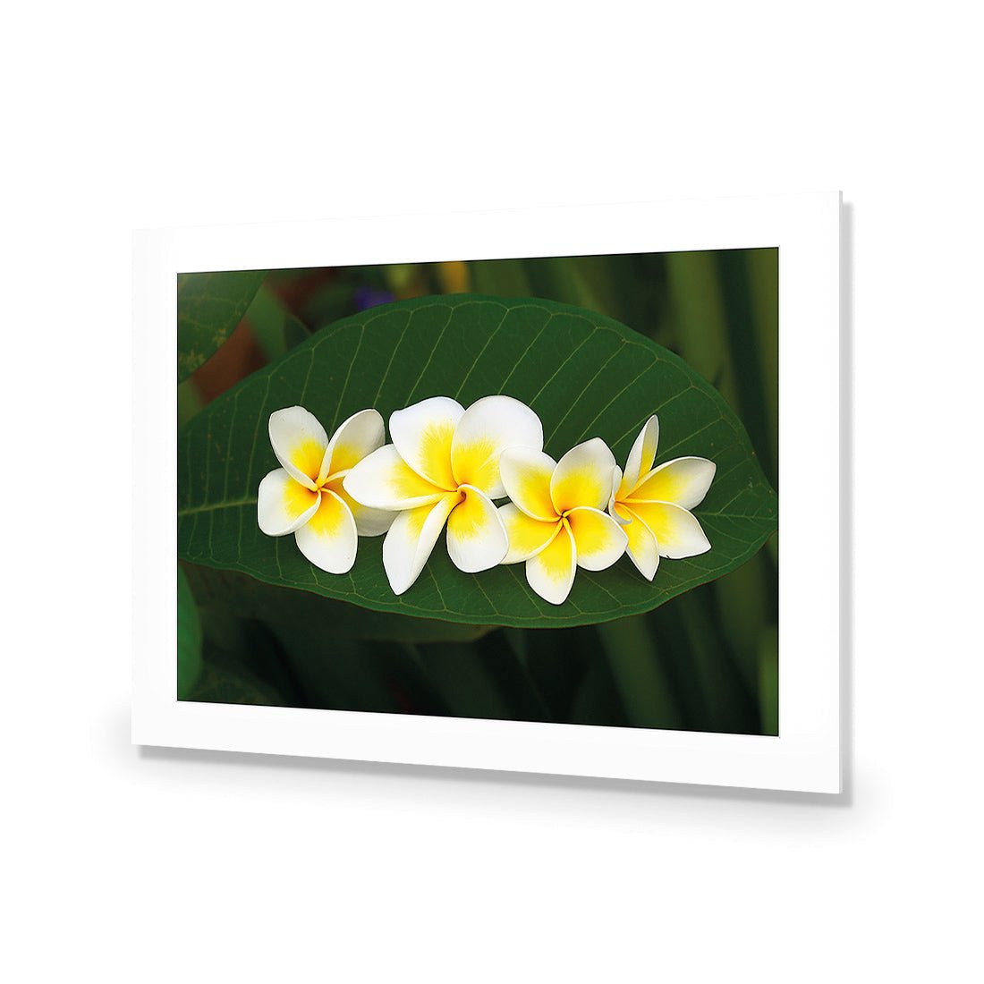 Frangipanis Floating - Wall Art Designs - 2541_AR_H WAD_AP - 030 - MAT_45x30_NONE