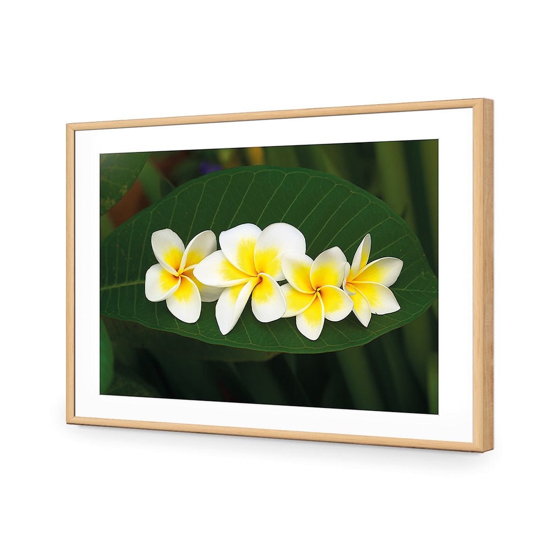 Frangipanis Floating - Wall Art Designs - 2541_AR_H WAD_AP - 030 - MAT_45x30_S - 2538 - OAK