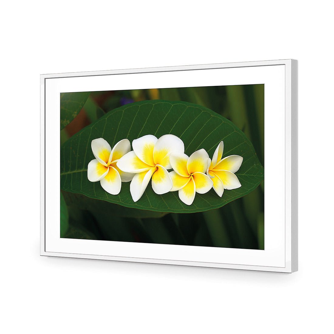 Frangipanis Floating - Wall Art Designs - 2541_AR_H WAD_AP - 030 - MAT_45x30_S - 2538 - WHT