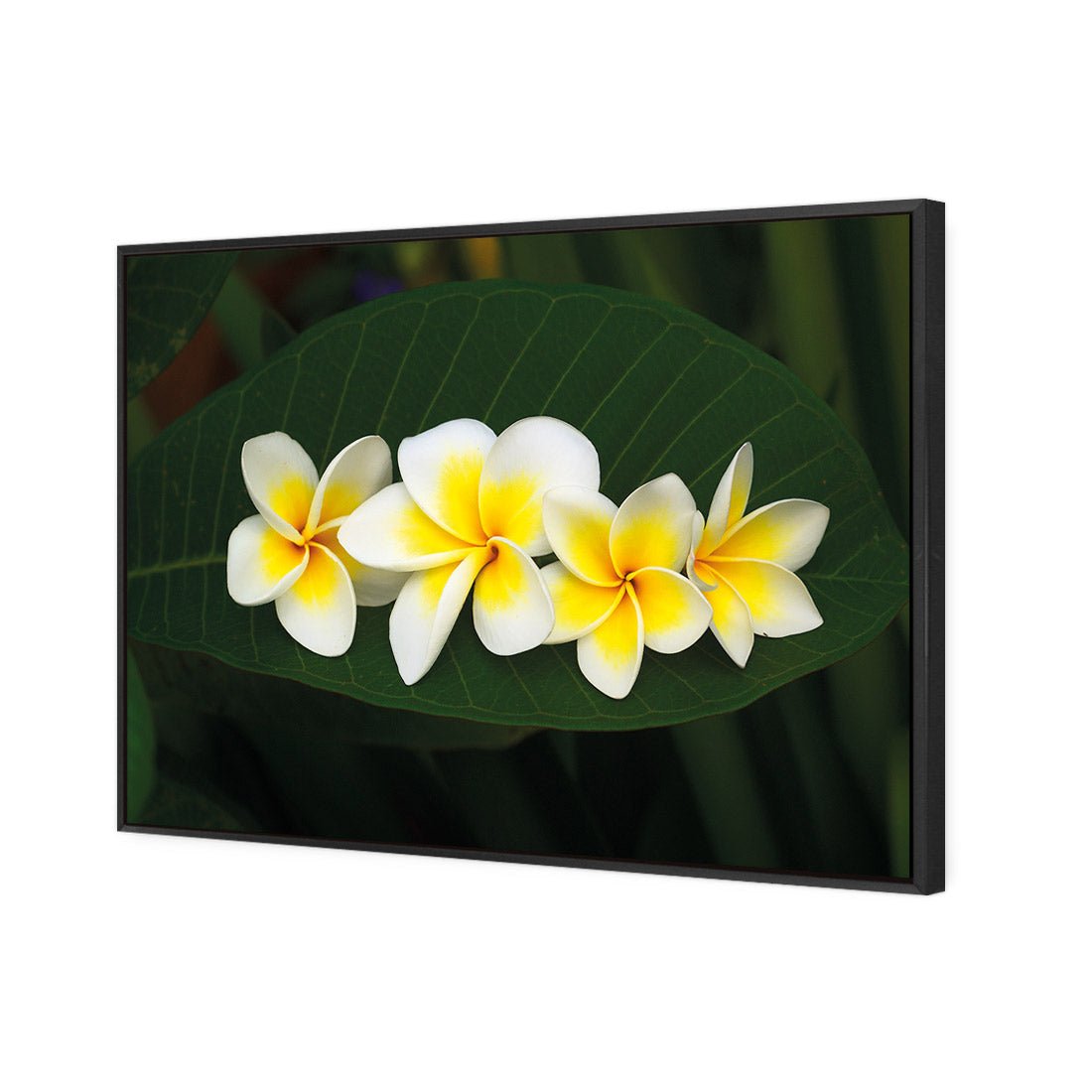 Frangipanis Floating - Wall Art Designs - 2541_AR_H WAD_CP - MPY - 260 - M - S - S_45x30_S - 1550 - BLK