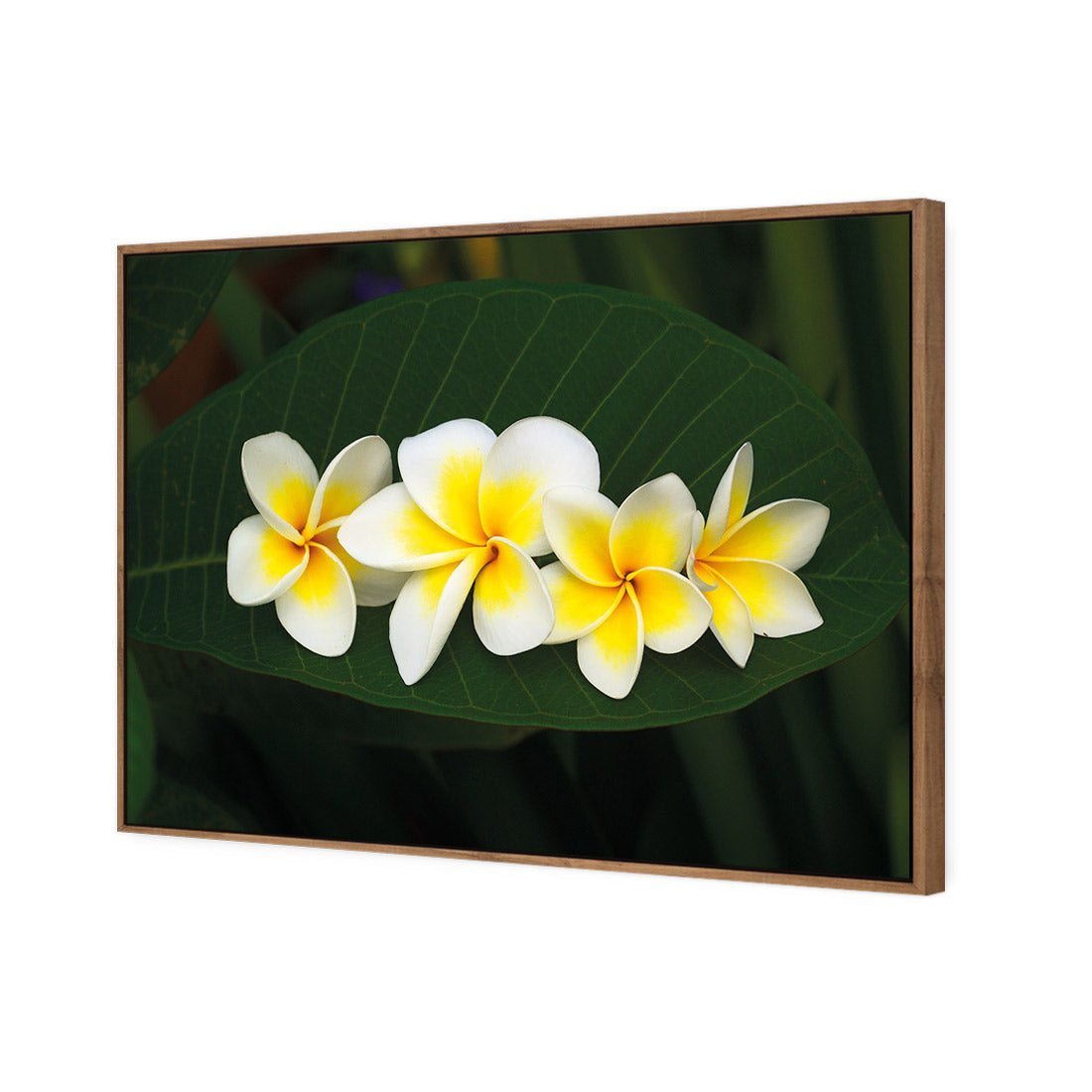 Frangipanis Floating - Wall Art Designs - 2541_AR_H WAD_CP - MPY - 260 - M - S - S_45x30_S - 1550 - NAT