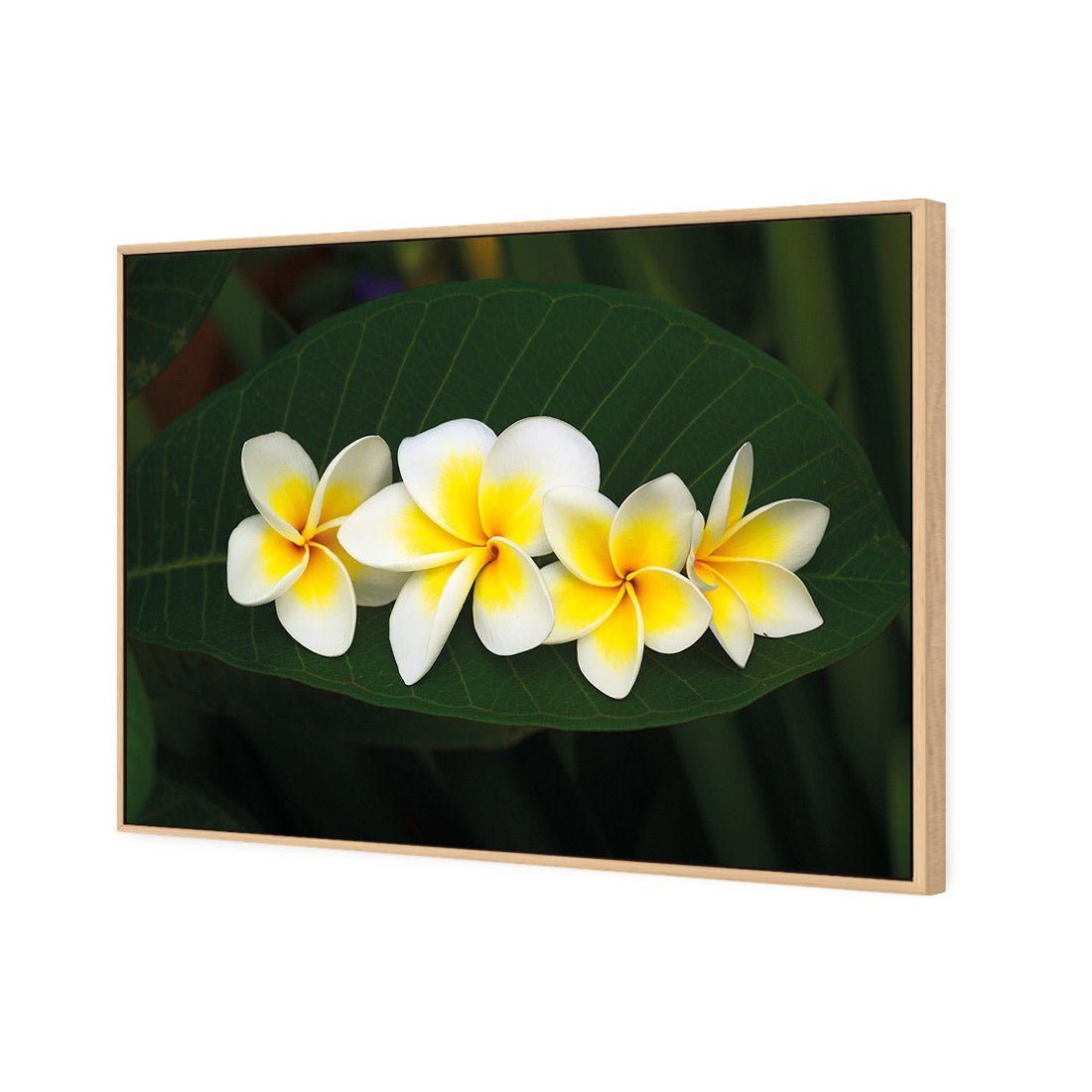 Frangipanis Floating - Wall Art Designs - 2541_AR_H WAD_CP - MPY - 260 - M - S - S_45x30_S - 1550 - OAK