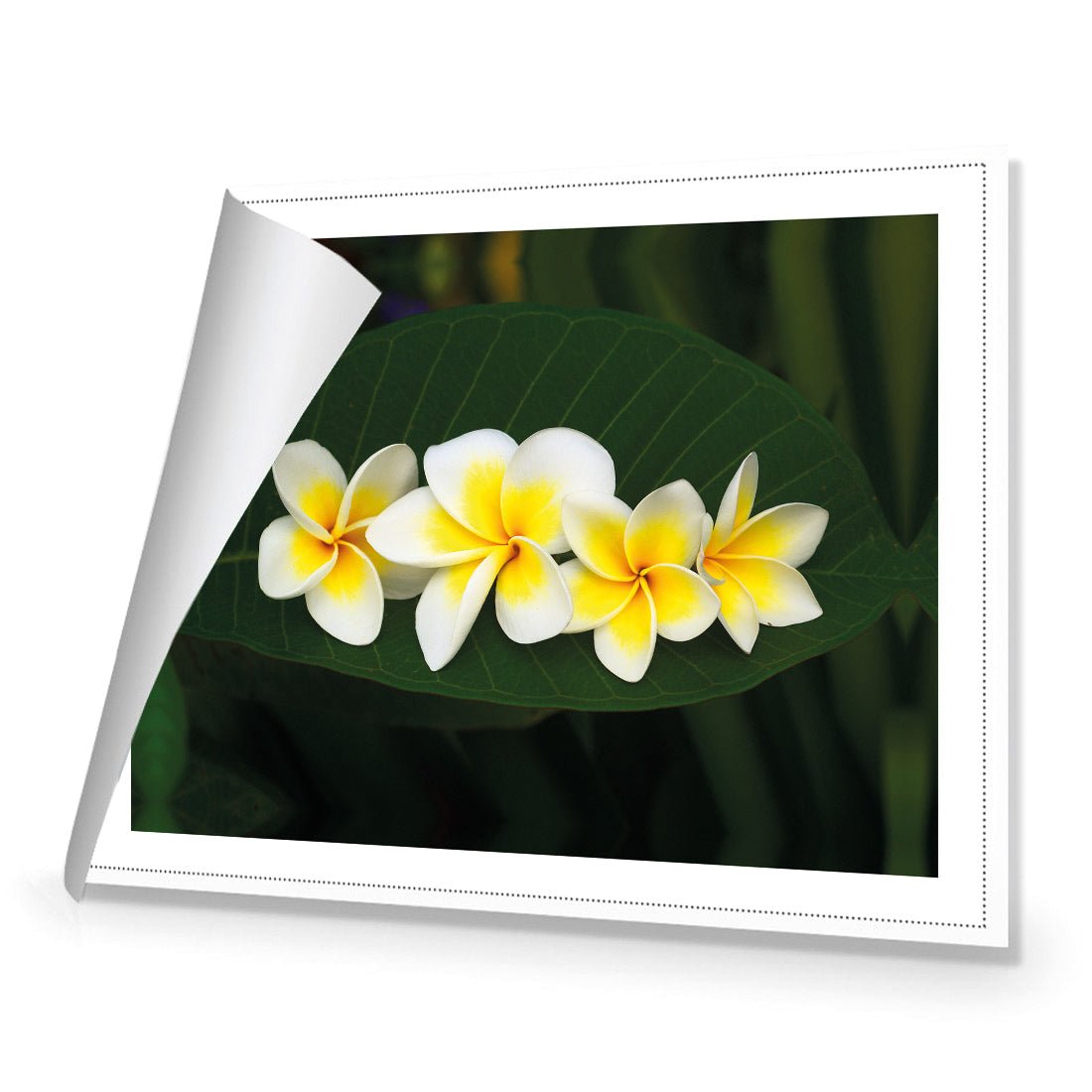 Frangipanis Floating - Wall Art Designs - 2541_AR_H WAD_CP - MPY - 260 - M - R_45x30_NONE