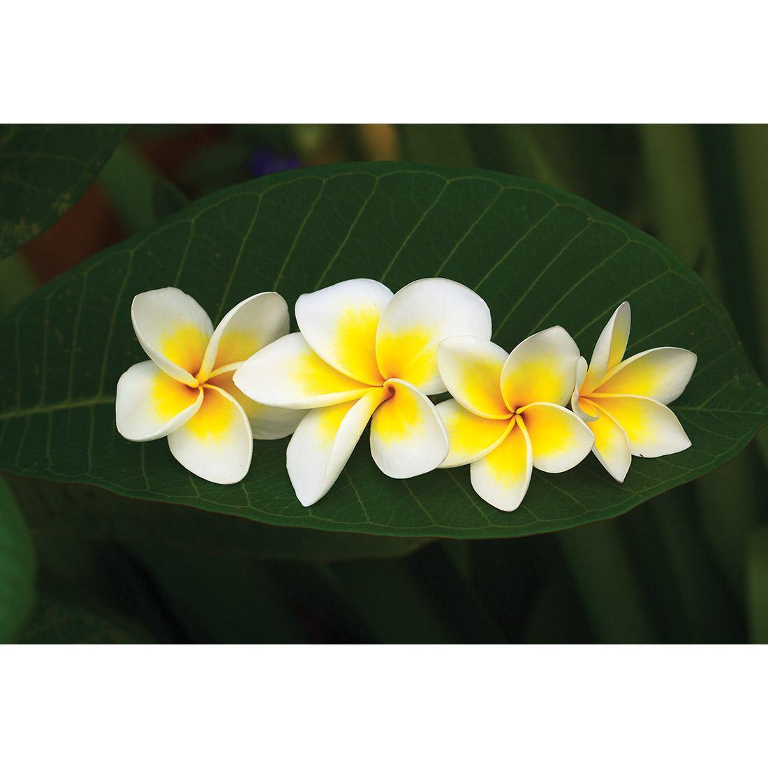 Frangipanis Floating - Wall Art Designs - 2541_AR_H WAD_CP - MPY - 260 - M - S - S_45x30_NONE