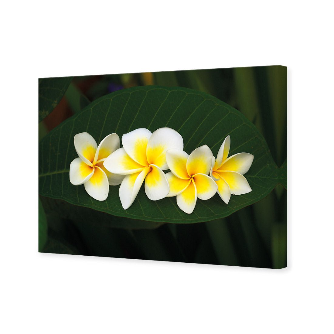 Frangipanis Floating - Wall Art Designs - 2541_AR_H WAD_CP - MPY - 260 - M - S - S_45x30_NONE