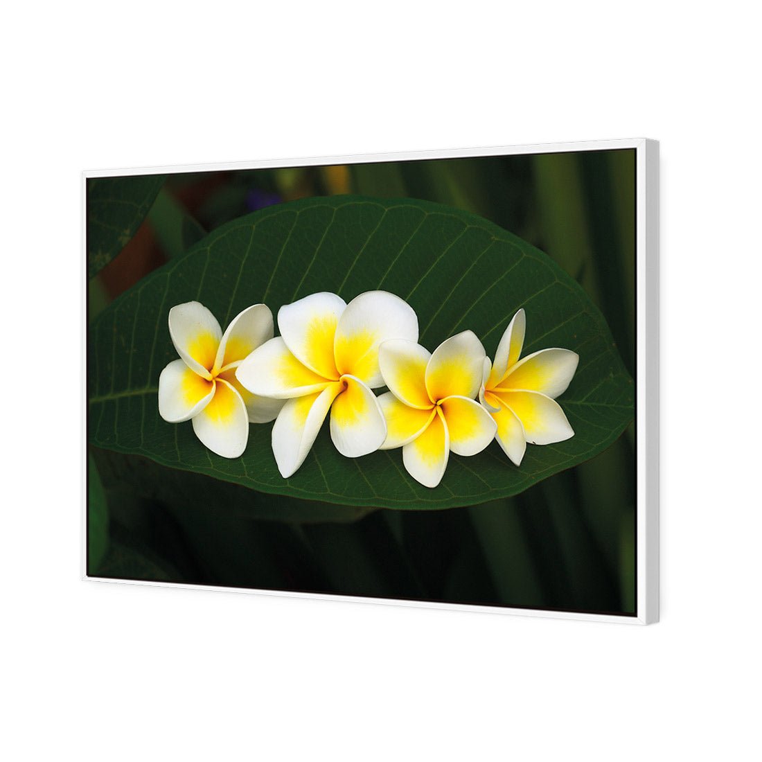 Frangipanis Floating - Wall Art Designs - 2541_AR_H WAD_CP - MPY - 260 - M - S - S_45x30_S - 1550 - WHT