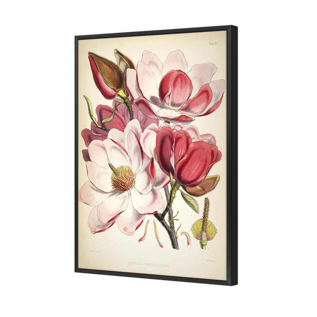 Gorgeous Magnolia Illustration | Standard Canvas | Floating Frame | Black