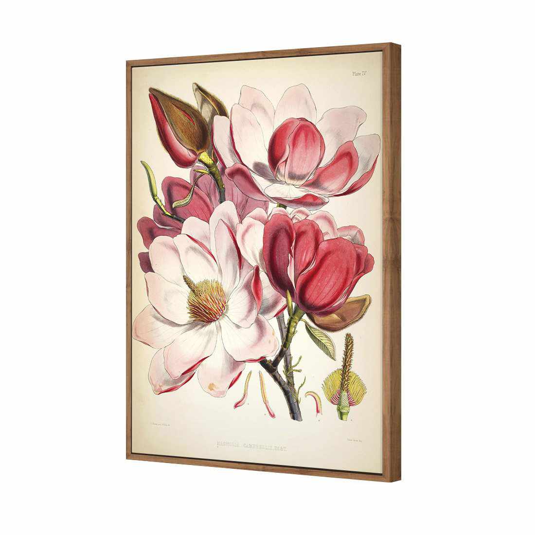 Gorgeous Magnolia Illustration | Standard Canvas | Floating Frame | Natural