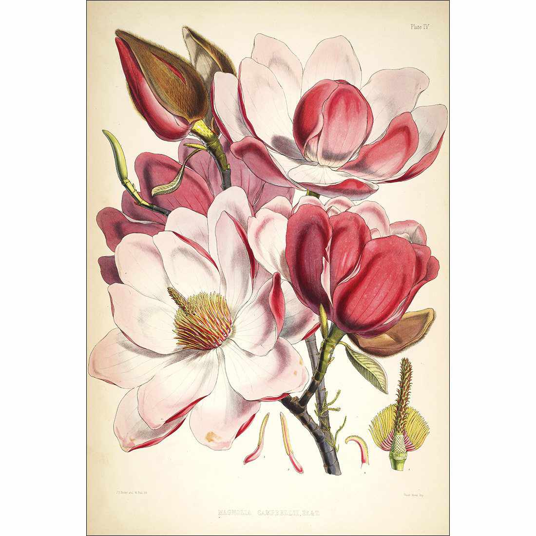 Gorgeous Magnolia Illustration Canvas Art - Wall Art Designs - 2726_AR_V WAD_CP - MPY - 260 - M - S - S_45x30_NONE