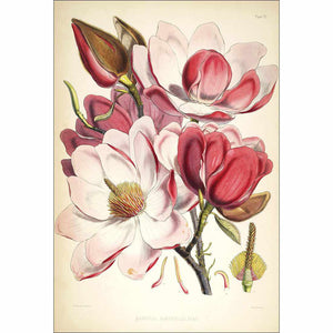 Gorgeous Magnolia Illustration