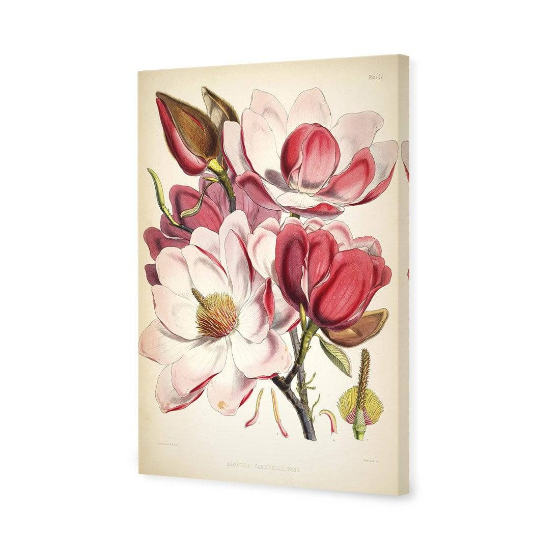 Gorgeous Magnolia Illustration | Standard Canvas | No Frame | Stretched Canvas
