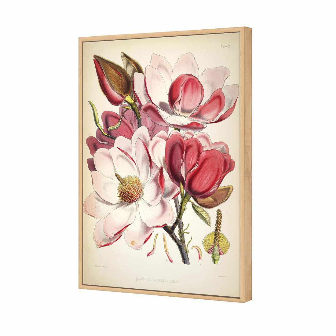 Gorgeous Magnolia Illustration | Standard Canvas | Floating Frame | Oak