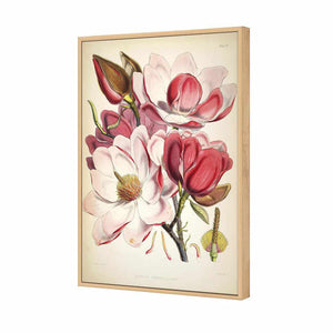 Gorgeous Magnolia Illustration | Standard Canvas | Floating Frame | Oak