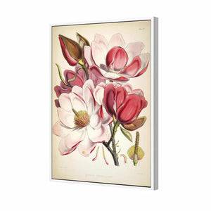 Gorgeous Magnolia Illustration | Standard Canvas | Floating Frame | White