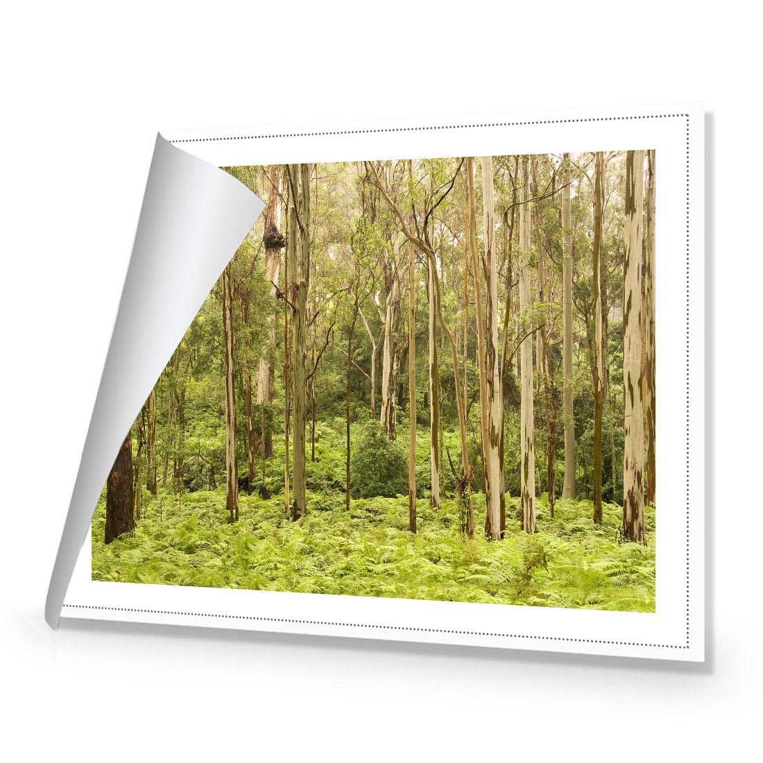 Gumtrees - Wall Art Designs - 1137_AR_H WAD_CP - MPY - 260 - M - R_45x30_NONE