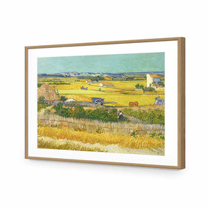 Harvest by Van Gogh | Standard Acrylic | Flat Frame With Border | Oak