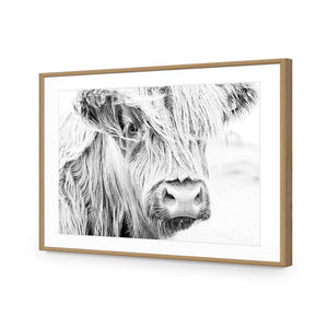 Henrietta the Highland Cow | Classic Acrylic | No Frame No Border