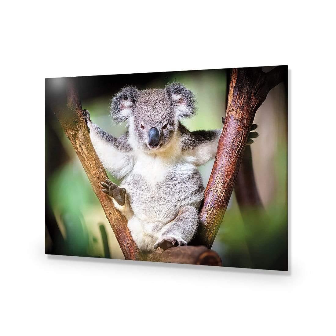 Henry the Koala - Wall Art Designs - 3094_AR_H WAD_CP - MPY - 260 - M - S - S_45x30_NONE