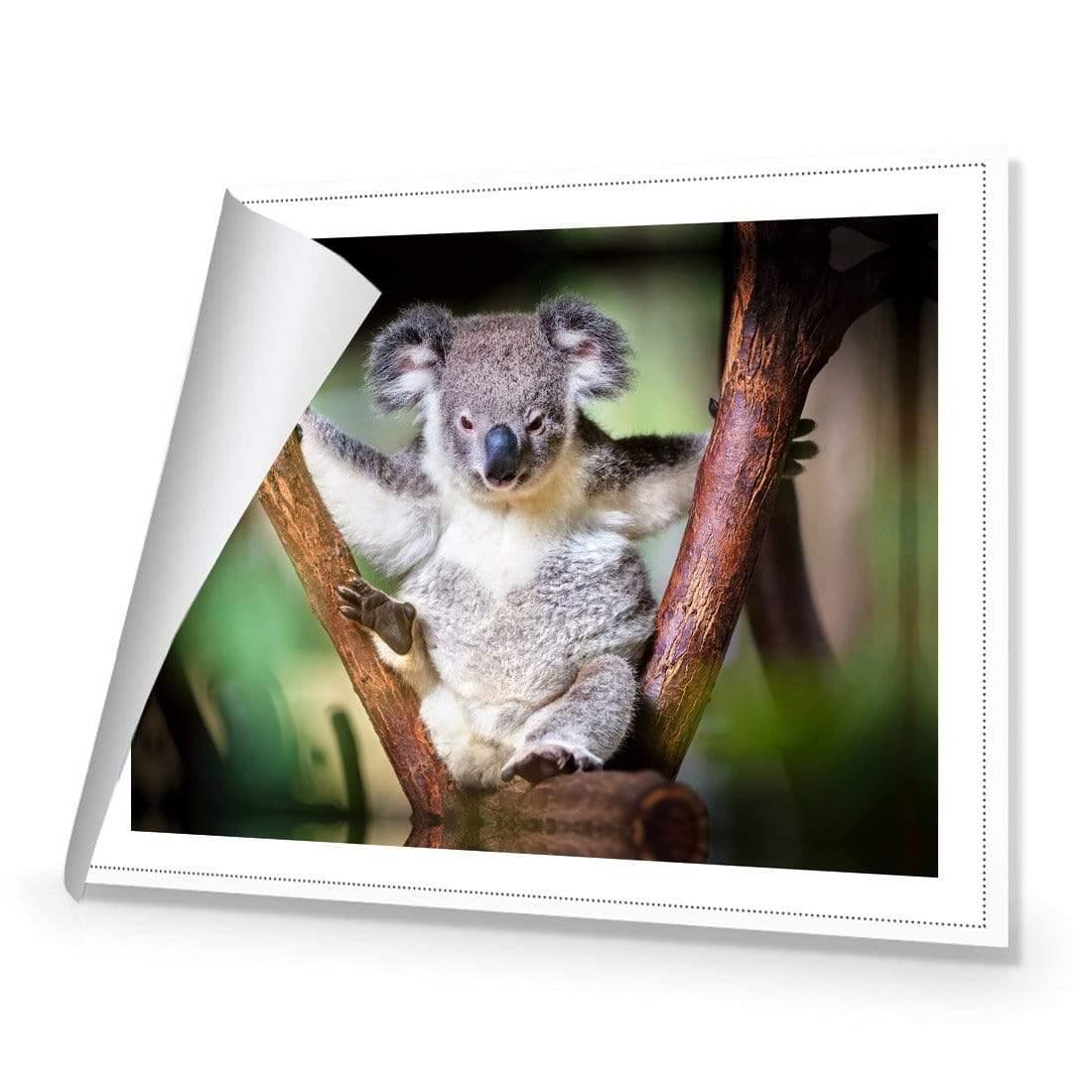 Henry the Koala - Wall Art Designs - 3094_AR_H WAD_CP - MPY - 260 - M - S - S_45x30_NONE