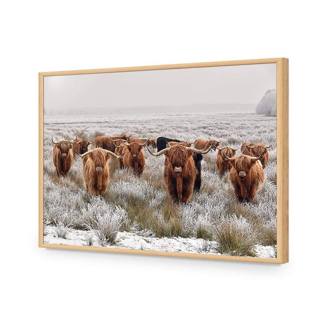 Herd of Highlanders - Wall Art Designs - 4085_AR_H CAF_AP - 030 - EDG_45x30_S - 2538 - OAK