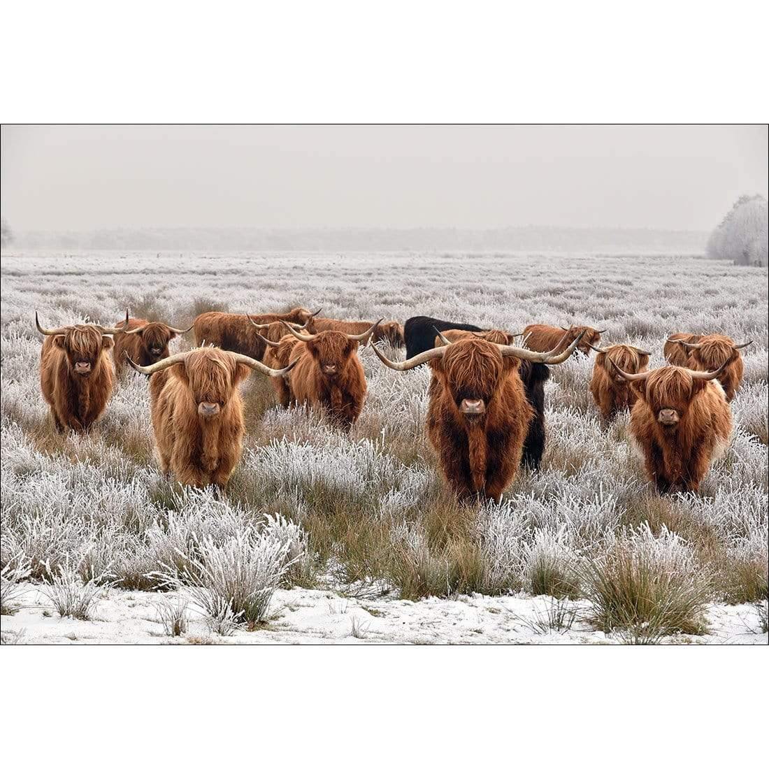 Herd of Highlanders - Wall Art Designs - 4085_AR_H CAF_CP - MPY - 260 - M - S - S_45x30_NONE