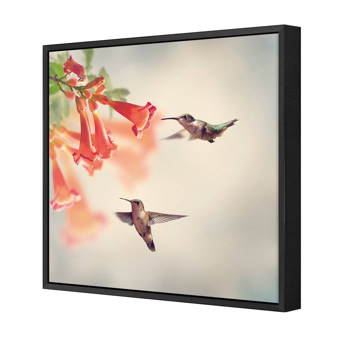 Hummingbird Hover | Classic Canvas | Floating Frame | Black