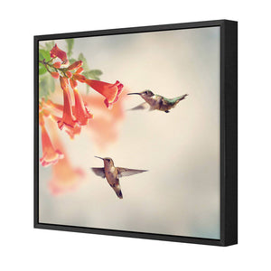 Hummingbird Hover | Classic Canvas | Floating Frame | Black