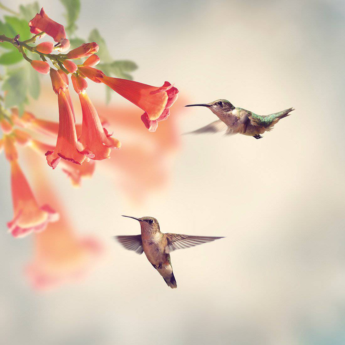 Hummingbird Hover Canvas Art - Wall Art Designs - 2904_AS_Q WAD_CP - MPY - 260 - M - S - S_30x30_NONE