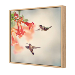 Hummingbird Hover | Classic Canvas | Floating Frame | Oak