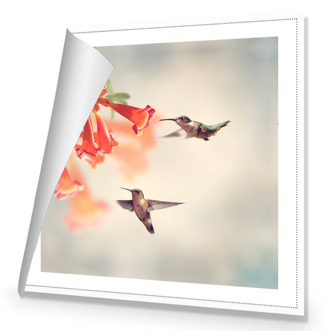 Hummingbird Hover Canvas Art - Wall Art Designs - 2904_AS_Q WAD_CP - MPY - 260 - M - R_30x30_NONE