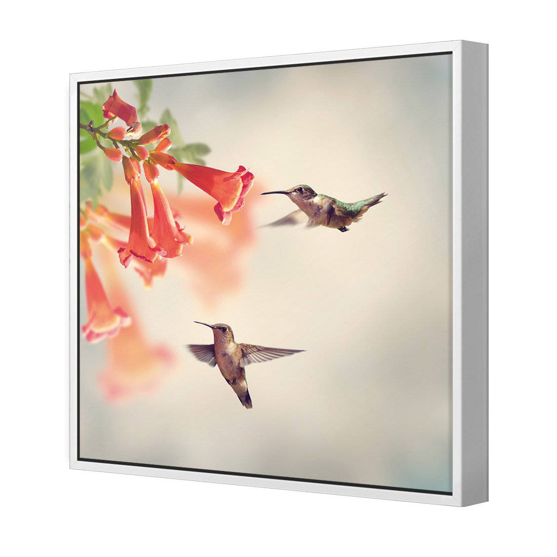 Hummingbird Hover | Classic Canvas | Floating Frame | White