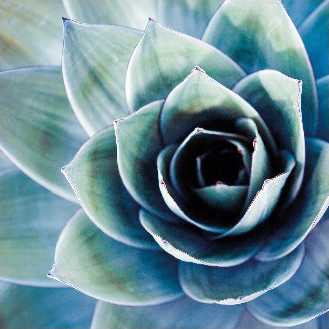 Intense Cactus