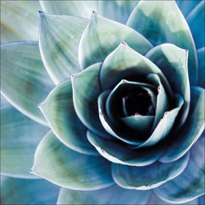 Intense Cactus