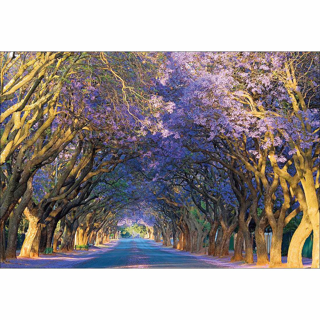 Jacaranda Alley Canvas Art - Wall Art Designs - 1747_AR_H WAD_CP - MPY - 260 - M - S - S_45x30_NONE