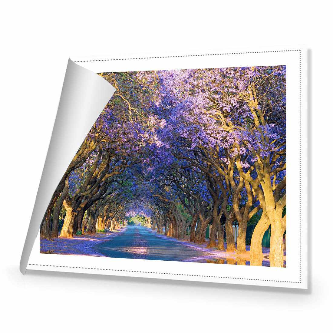 Jacaranda Alley | Standard Canvas | No Frame | Rolled Canvas