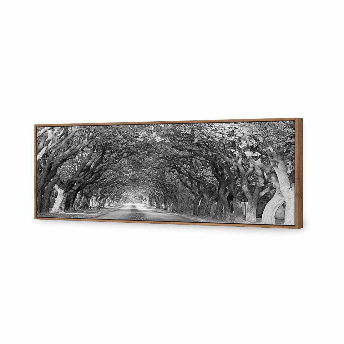 Jacaranda Alley, Long B&W Canvas Art - Wall Art Designs - 1747_BL_H WAD_CP - MPY - 260 - M - S - S_60x20_S - 1550 - NAT