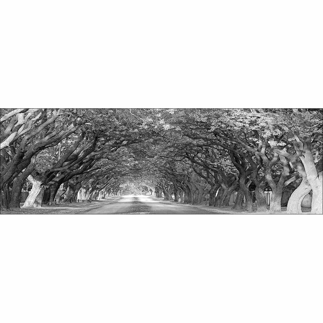 Jacaranda Alley, Long B&W Canvas Art - Wall Art Designs - 1747_BL_H WAD_CP - MPY - 260 - M - S - S_60x20_NONE