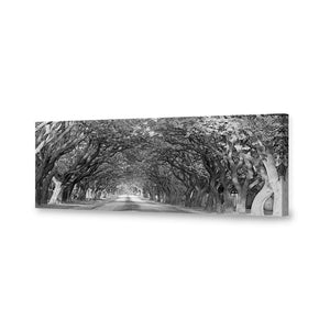 Jacaranda Alley, Long B&W | Classic Canvas | No Frame | Stretched Canvas