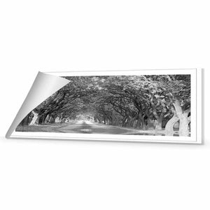 Jacaranda Alley, Long B&W | Classic Canvas | No Frame | Rolled Canvas