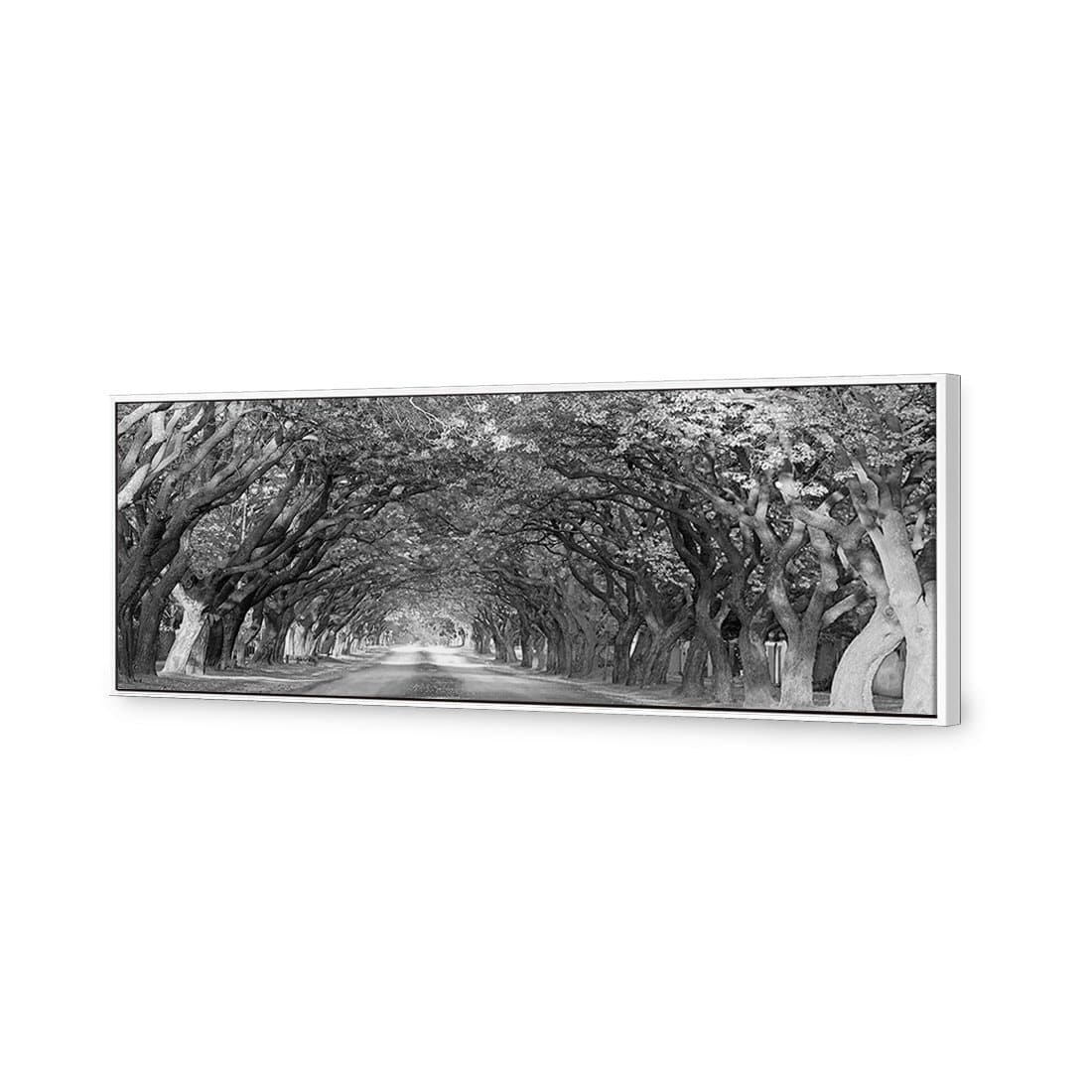 Jacaranda Alley, Long B&W | Classic Canvas | Floating Frame | White