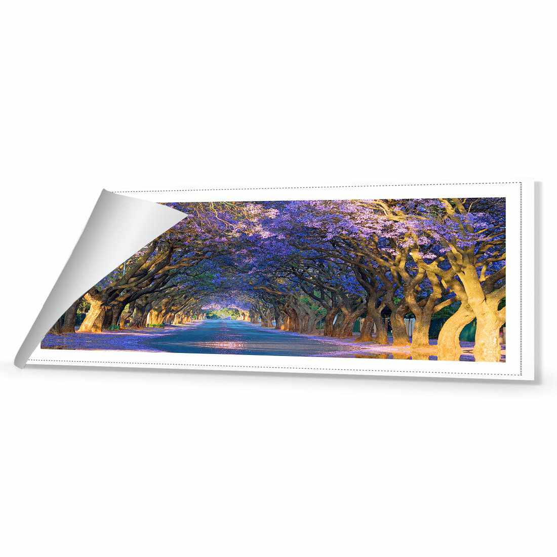 Jacaranda Alley, Long Canvas Art - Wall Art Designs - 1747_AL_H WAD_CP - MPY - 260 - M - R_60x20_NONE