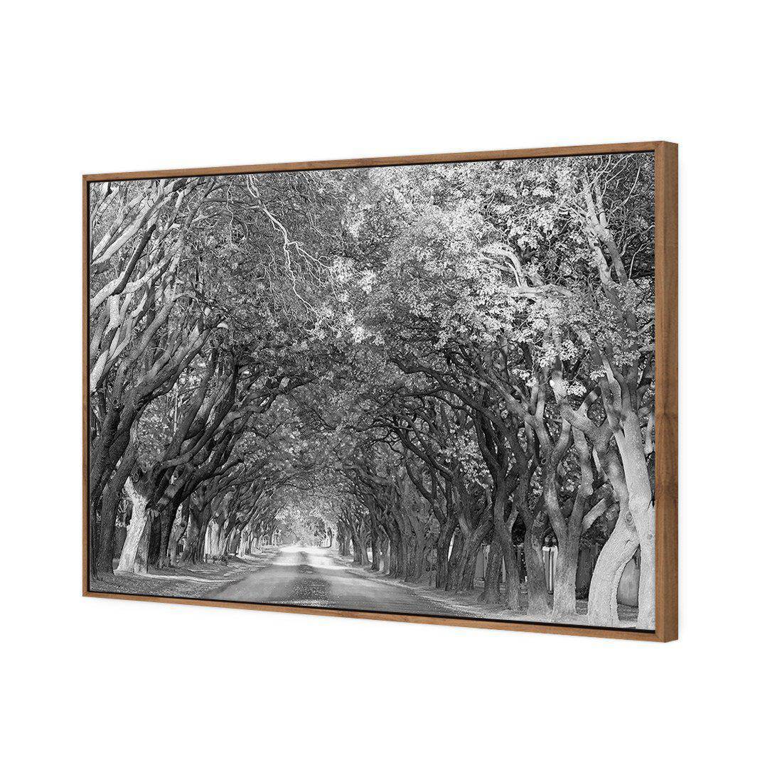 Jacaranda Alley, Rectangle B&W | Standard Canvas | Floating Frame | Natural