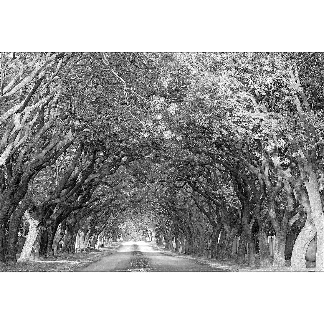 Jacaranda Alley, Rectangle B&W Canvas Art - Wall Art Designs - 1747_BR_H WAD_CP - MPY - 260 - M - S - S_45x30_NONE