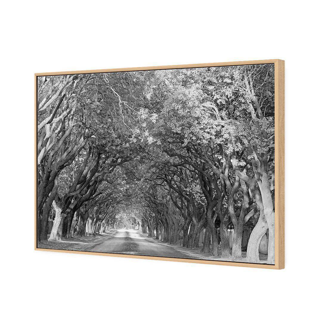 Jacaranda Alley, Rectangle B&W Canvas Art - Wall Art Designs - 1747_BR_H WAD_CP - MPY - 260 - M - S - S_45x30_S - 1550 - OAK