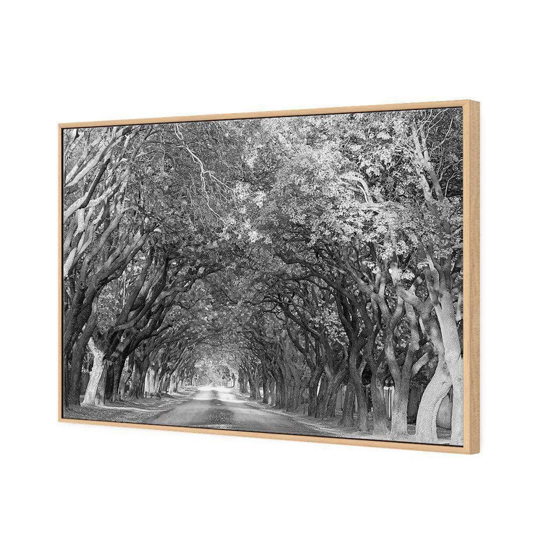 Jacaranda Alley, Rectangle B&W | Standard Canvas | Floating Frame | Oak