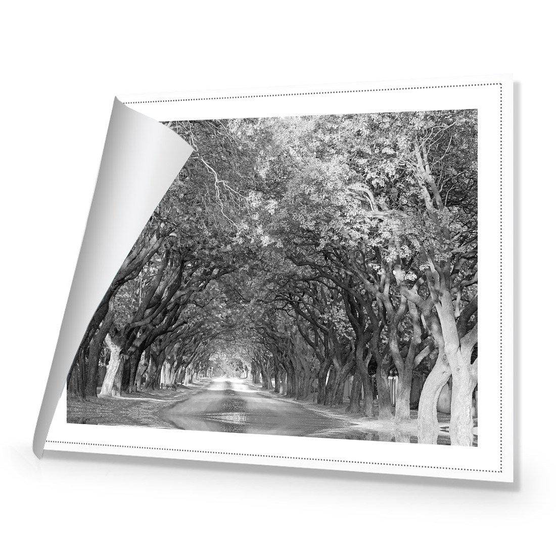 Jacaranda Alley, Rectangle B&W | Standard Canvas | No Frame | Rolled Canvas
