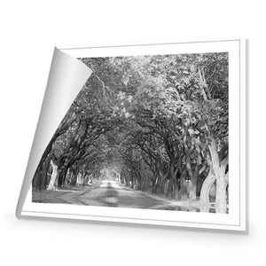Jacaranda Alley, Rectangle B&W | Standard Canvas | No Frame | Rolled Canvas