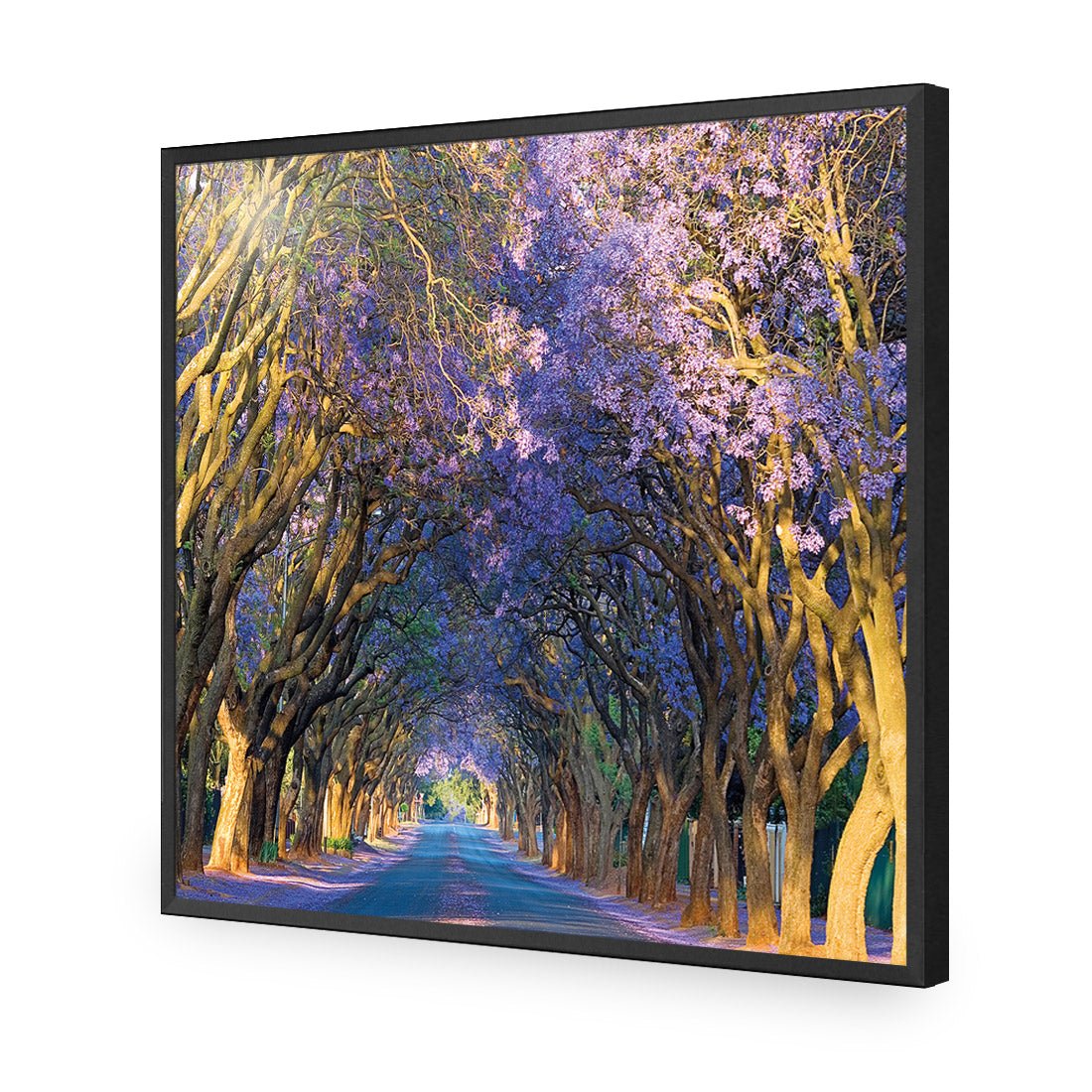 Jacaranda Alley (square) - Wall Art Designs - 1747_AS_Q WAD_AP - 030 - EDG_37x37_S - 2538 - BLK