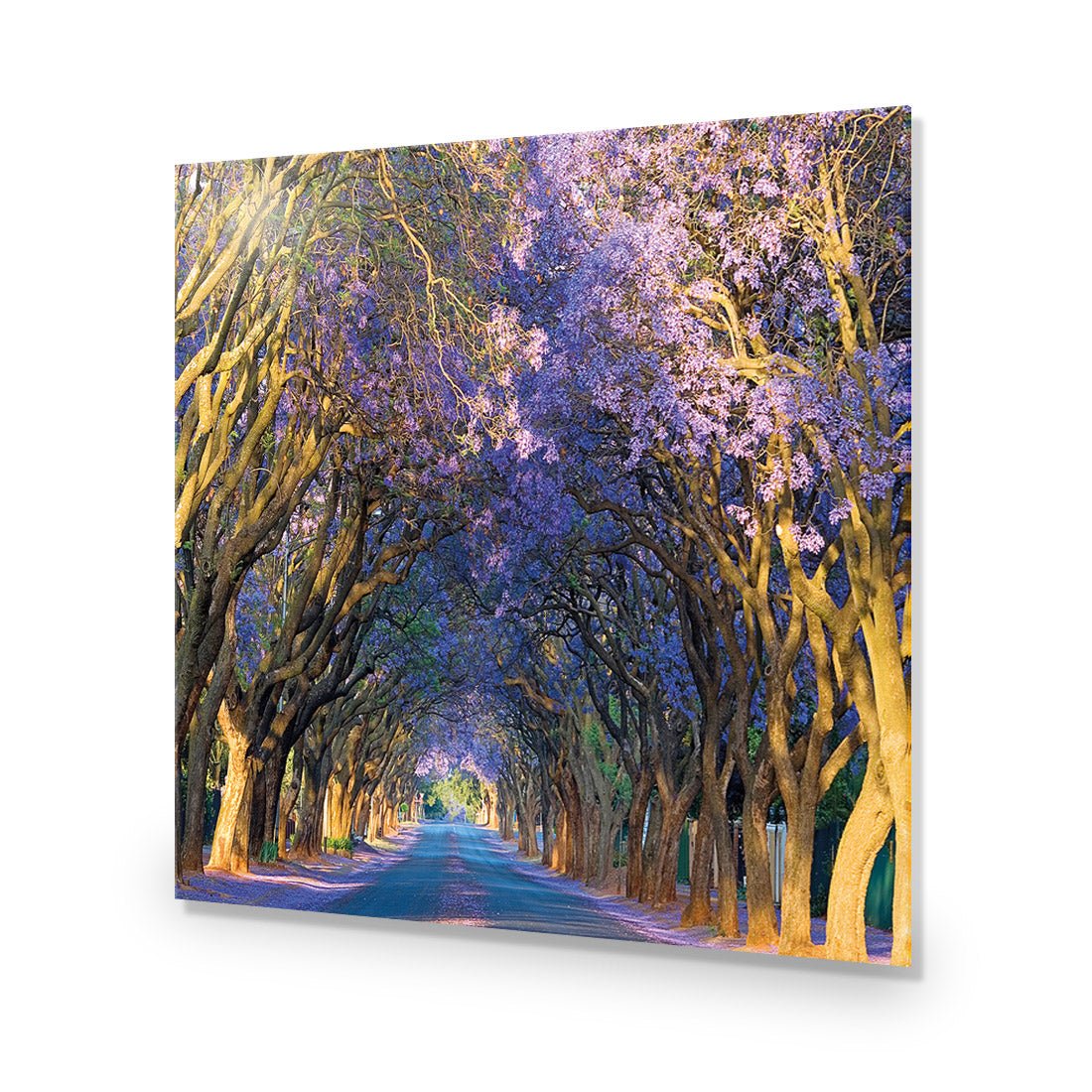 Jacaranda Alley (square) - Wall Art Designs - 1747_AS_Q WAD_AP - 030 - EDG_37x37_NONE